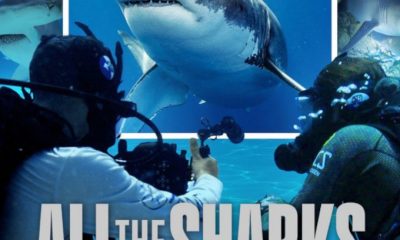 All the Shark Season 1