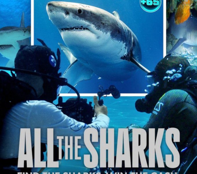 All the Shark Season 1